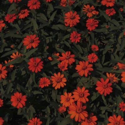 竞彩足球app官网下载